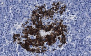 Anti-Insulin Antibody, clone 3B5 ZooMAb Rabbit Monoclonal 