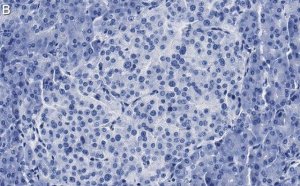 Anti-Insulin Antibody, clone 3B5 ZooMAb Rabbit Monoclonal 