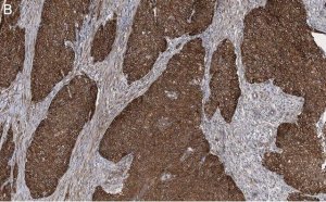Anti-Integrin 1 Antibody, clone 1A27 , ZooMAb Rabbit Monoclonal 