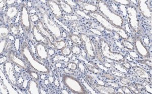 Anti-Integrin V Antibody, clone 272-17E6 ZooMAb Mouse Monoclonal 