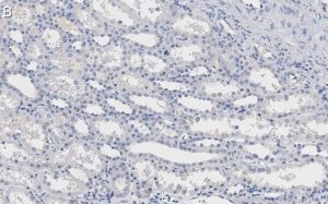 Anti-Integrin V Antibody, clone 272-17E6 ZooMAb Mouse Monoclonal 