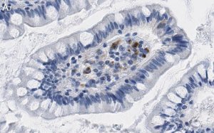 Anti-Interferon Antibody, clone 4F5 ZooMAb Rabbit Monoclonal 