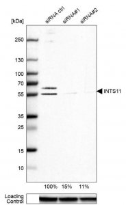 Anti-INTS11 antibody produced in rabbit 