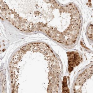 Anti-INTS11 antibody produced in rabbit 