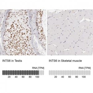 Anti-INTS6 antibody produced in rabbit 