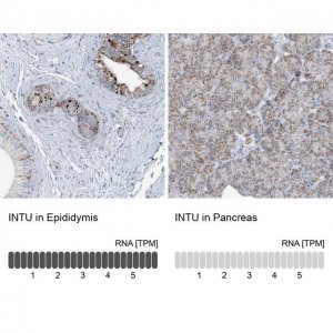 Anti-INTU antibody produced in rabbit 