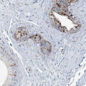 Anti-INTU antibody produced in rabbit 