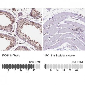 Anti-IPO11 antibody produced in rabbit 
