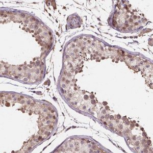 Anti-IPO11 antibody produced in rabbit 