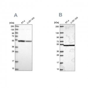 Anti-IPO4 antibody produced in rabbit 