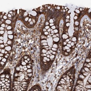 Anti-IPO4 antibody produced in rabbit 