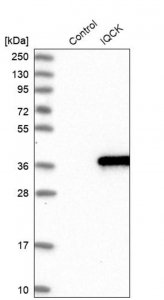 Anti-IQCK antibody produced in rabbit HPA026792-100UL
