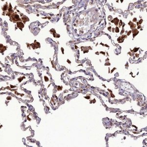 Anti-IRAK3 antibody produced in rabbit 