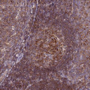 Anti-IRAK3 antibody produced in rabbit 