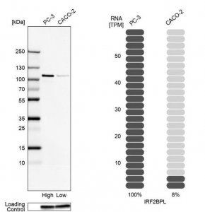 Anti-IRF2BPL antibody produced in rabbit 