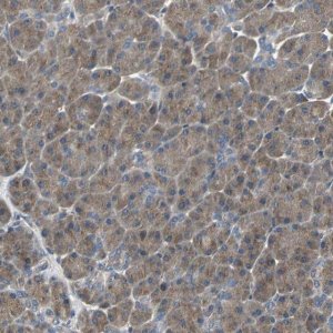 Anti-IRF3 antibody produced in rabbit 