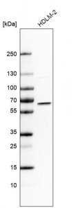 Anti-IRF5 antibody produced in rabbit 