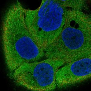 Anti-IRF6 antibody produced in rabbit 