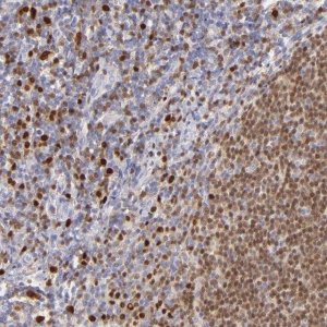 Anti-IRF8 antibody produced in rabbit 