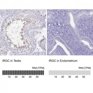 Anti-IRGC antibody produced in rabbit 