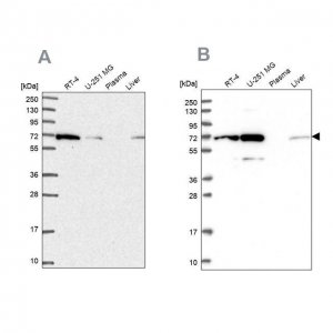Anti-IRGQ antibody produced in rabbit HPA050338-100UL