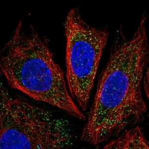 Anti-IRGQ antibody produced in rabbit HPA050338-100UL