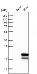 Anti-ISCA2 antibody produced in rabbit 