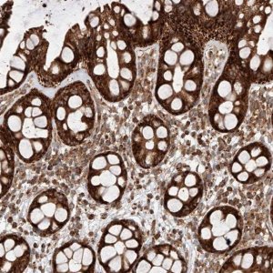 Anti-ISCA2 antibody produced in rabbit 