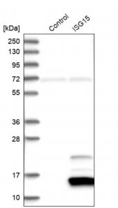 Anti-ISG15 antibody produced in rabbit 