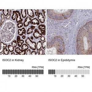 Anti-ISOC2 antibody produced in rabbit 