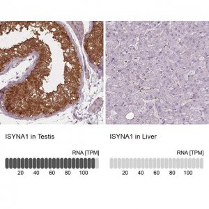Anti-ISYNA1 antibody produced in rabbit 
