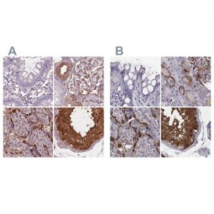 Anti-ISYNA1 antibody produced in rabbit 