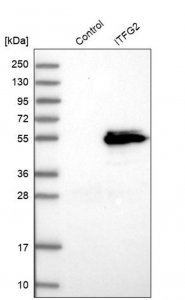 Anti-ITFG2 antibody produced in rabbit 