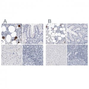 Anti-ITGA2B antibody produced in rabbit 