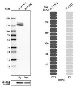 Anti-ITGA3 antibody produced in rabbit 