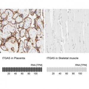 Anti-ITGA5 antibody produced in rabbit 