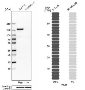 Anti-ITGA5 antibody produced in rabbit 