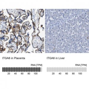 Anti-ITGA6 antibody produced in rabbit 
