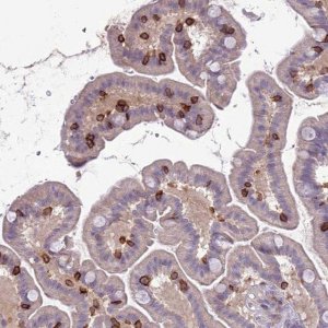 Anti-ITGAE antibody produced in rabbit 