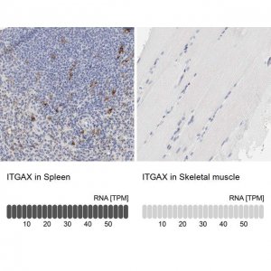 Anti-ITGAX antibody produced in rabbit 