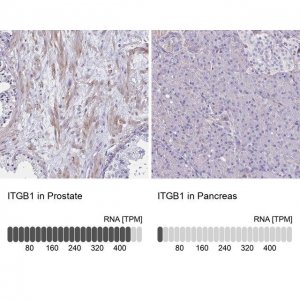 Anti-ITGB1 HPA059297-100UL