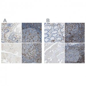 Anti-ITGB2 antibody produced in rabbit 