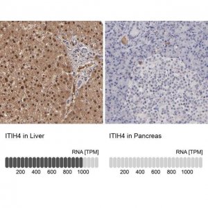 Anti-ITIH4 antibody produced in rabbit 