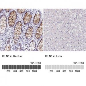 Anti-ITLN1 antibody produced in rabbit HPA063275-100UL