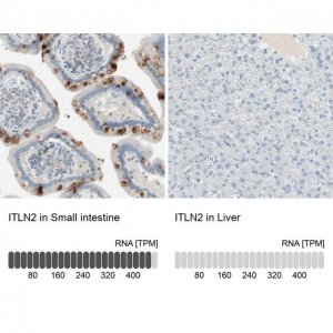Anti-ITLN2 antibody produced in rabbit 