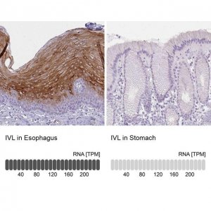 Anti-IVL antibody produced in rabbit 