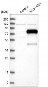 Anti-IVNS1ABP antibody produced in rabbit 