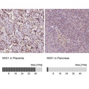 Anti-IWS1 antibody produced in rabbit 