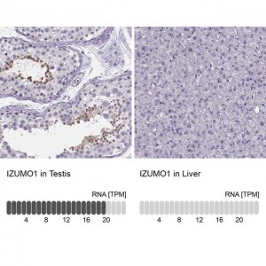 Anti-IZUMO1 antibody produced in rabbit 