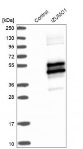 Anti-IZUMO1 antibody produced in rabbit 